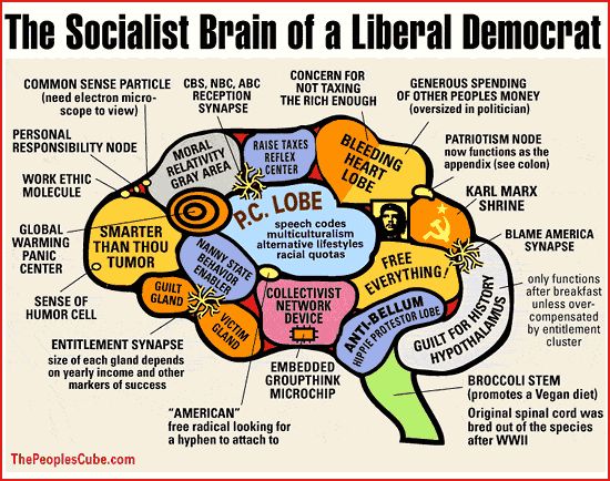 The Socialist Brain of a Liberal Democrat